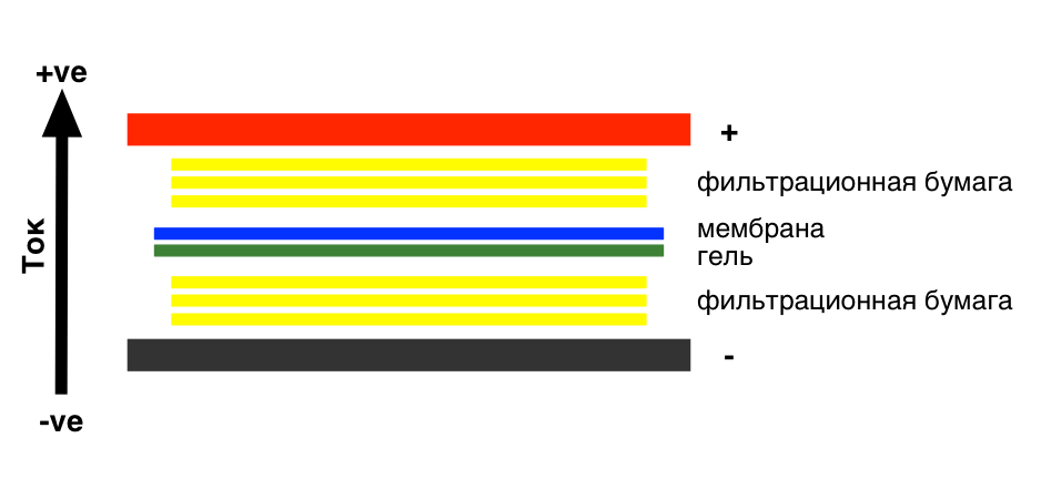 Перенос на мембрану