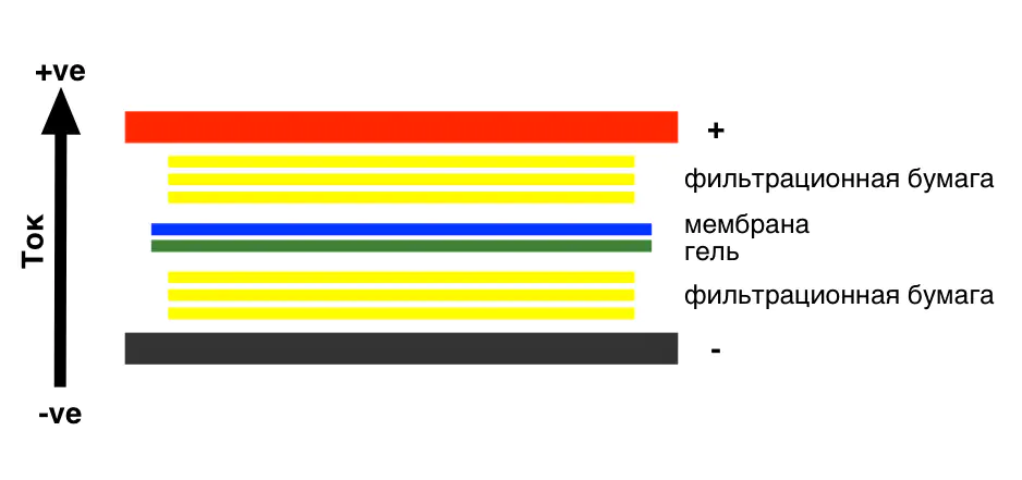 Перенос на мембрану